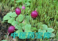 观音草功效与主治
