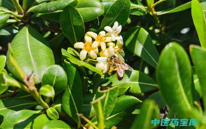 蜂的功效