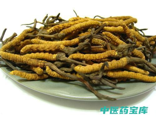 虫草的功效与作用价格