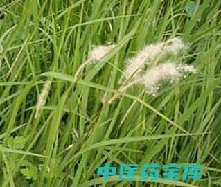 茅草的与作用