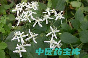 威灵仙功效作用