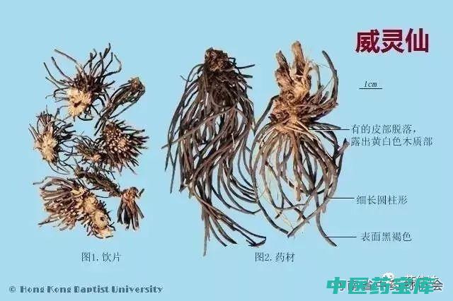 灵仙的功效