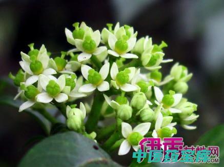 吴茱萸作用与