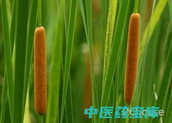 蒲黄与作用