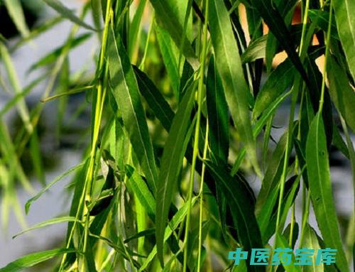 柳树的功效与作用