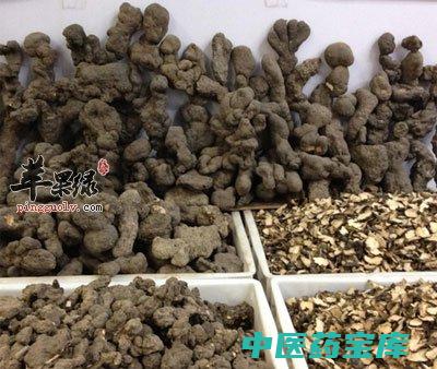 猪苓功效与作用