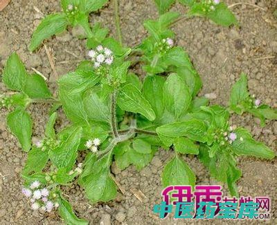 臭草的功效
