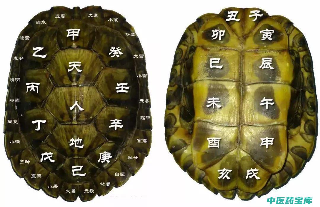 龟甲的作用与功效