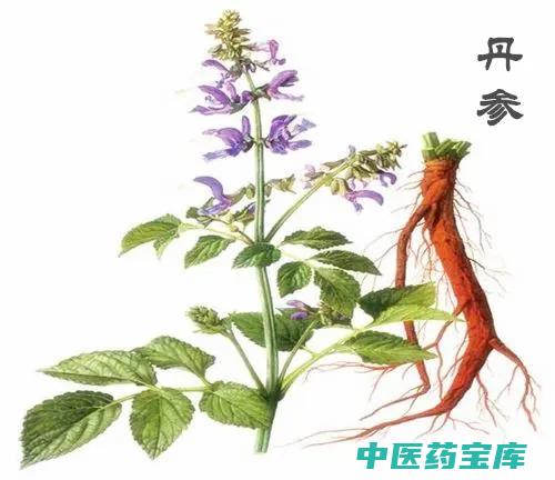 丹参中药