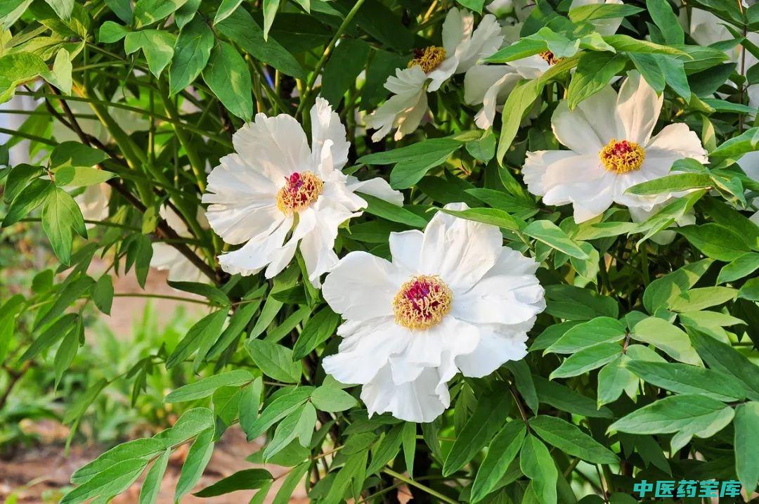 白芍药