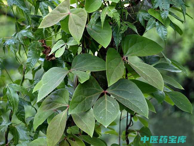 红藤功效与作用