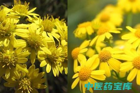 野菊的与作用