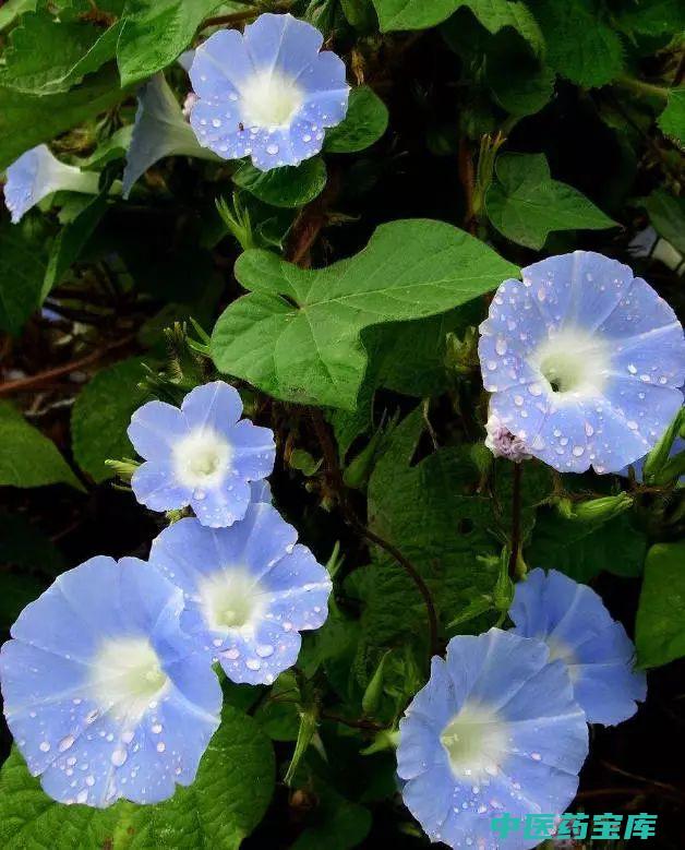 牵牛花