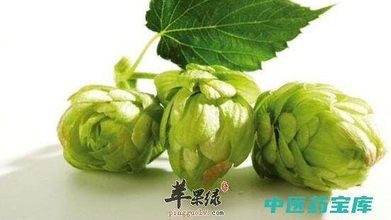 啤酒花功效