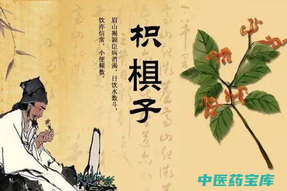 枳椇子