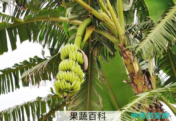 大蕉的功效