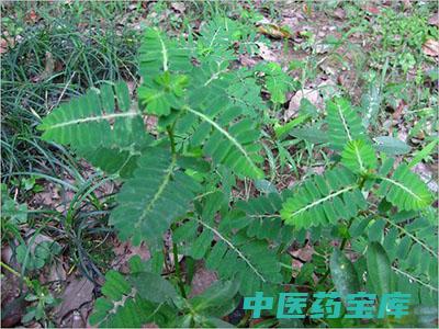 珍珠草功效