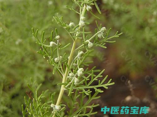 一枝蒿功效