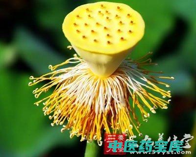 莲须的功效