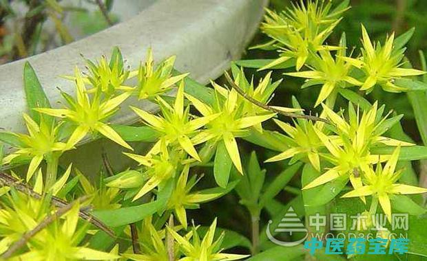 垂盆草与作用
