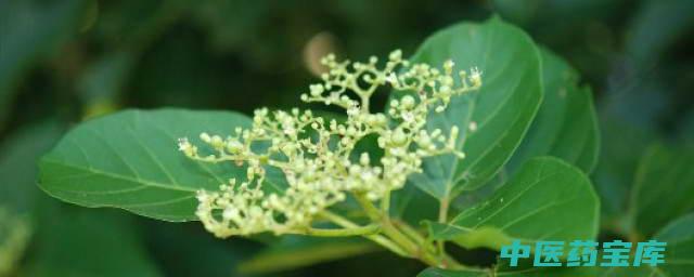黄荆子功效