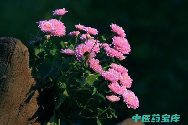 小菊花