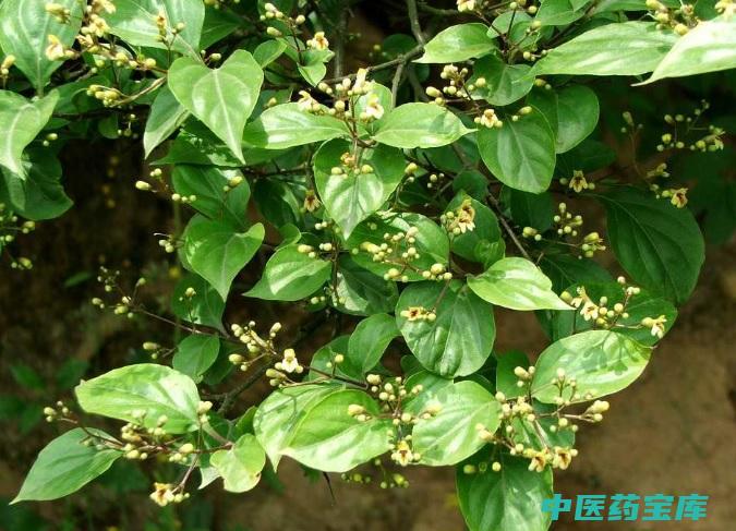 常山功效