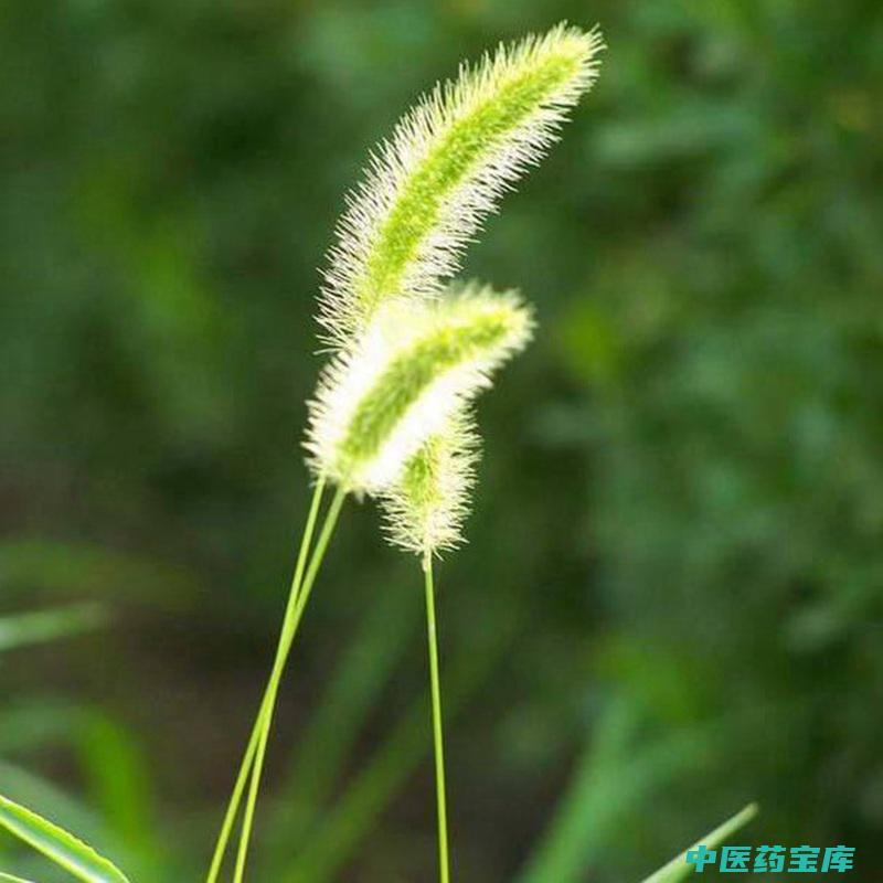 狗尾草的