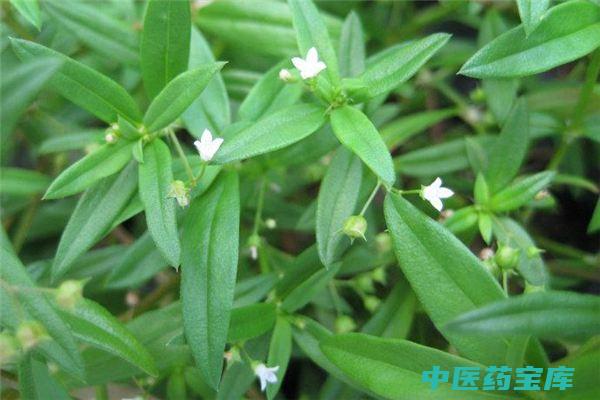 白花蛇草功效与作用