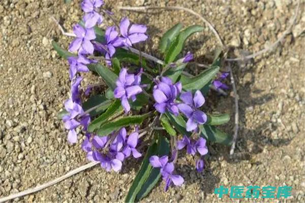 地丁有什么功效