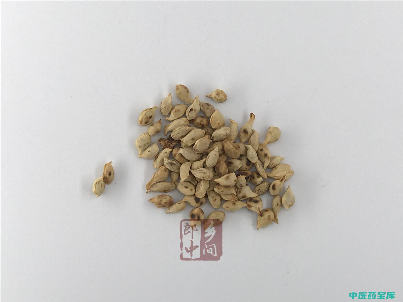 橘核功效与作用