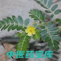 白蒺藜与作用