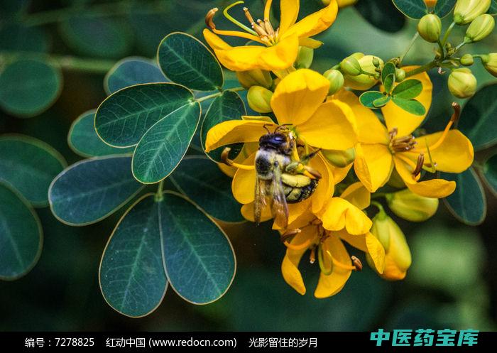 草决明的