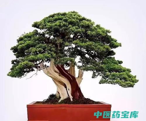 松柏的功效与作用
