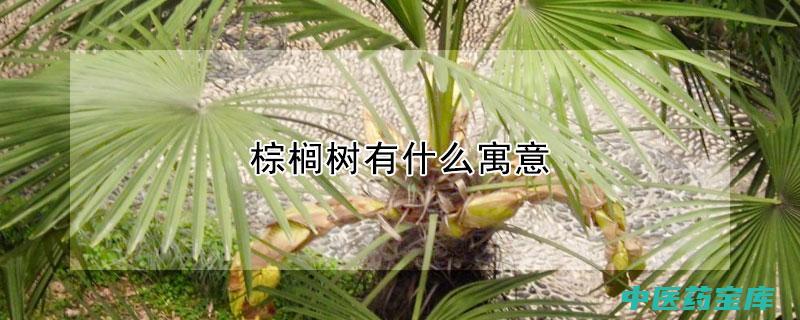 棕树的与作用