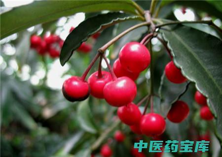 朱砂根