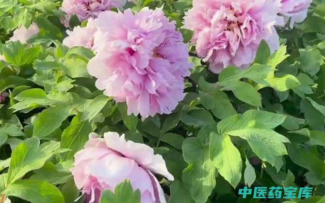 牡丹花与作用