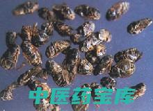虻虫的