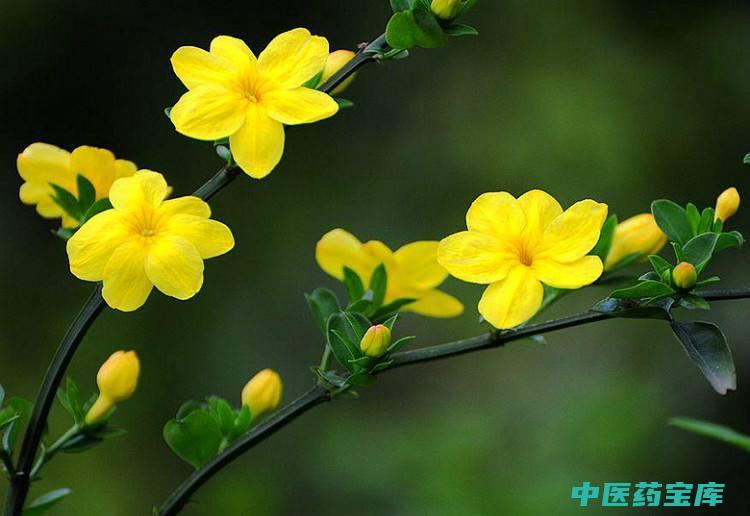 迎春花的功效