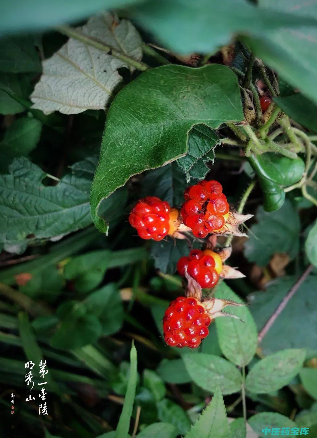 茅莓的