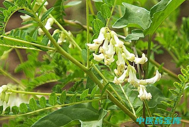 野生黄芪
