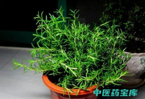 小香的与作用