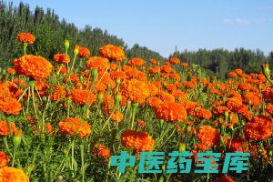 万寿菊的