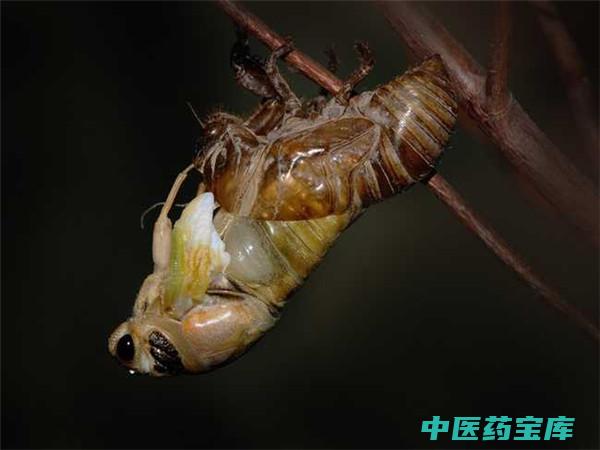 蝉衣与作用