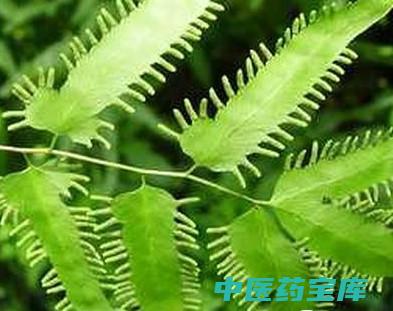 金沙藤功效