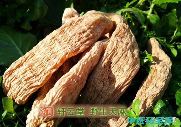 天麻子功效