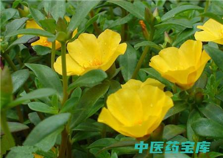 太阳花的