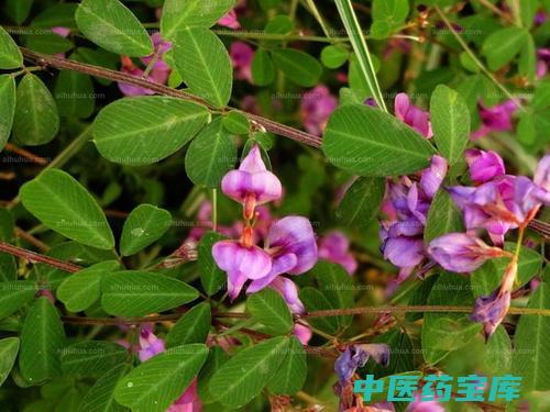 胡枝子